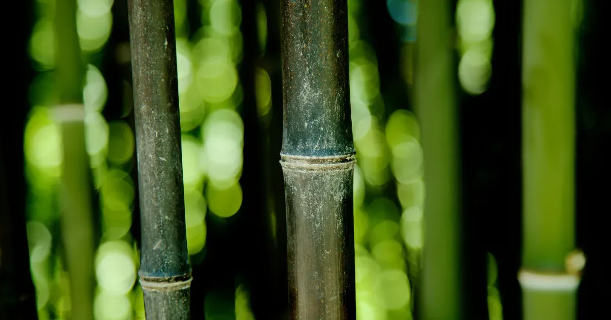 7 Surprising Benefits of the Japanese Bamboo Plant You Didn’t Know